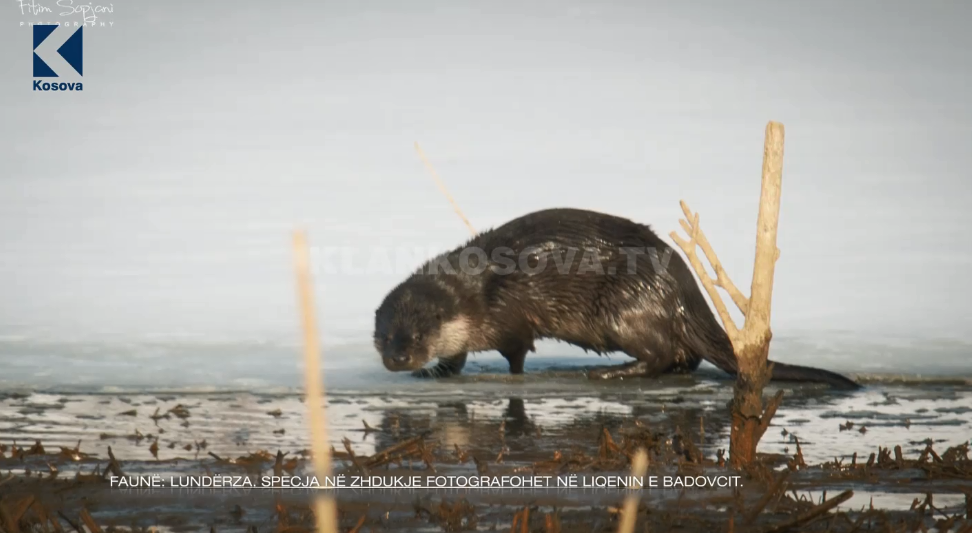 Lundërza, specia në zhdukje fotografohet në liqenin e Badovcit (VIDEO)