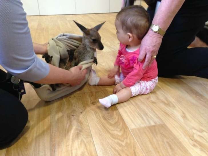 Të vegjlit e kafshëve që ua rrëmbejnë zemrën menjëherë (FOTO)