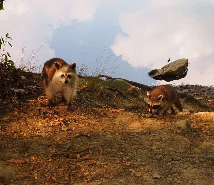 Fotografitë çorientuese që mund t’ju mashtrojnë