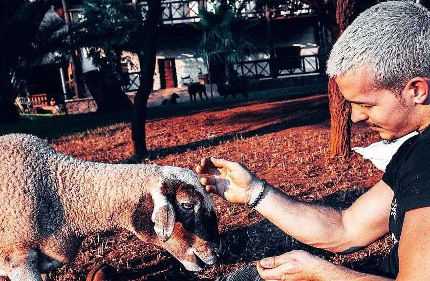 La Zvicrën për të shpëtuar kafshët e therura në Afrikë