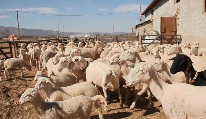 Në fermën e qindra deleve të Merfan Xhemaj (VIDEO)
