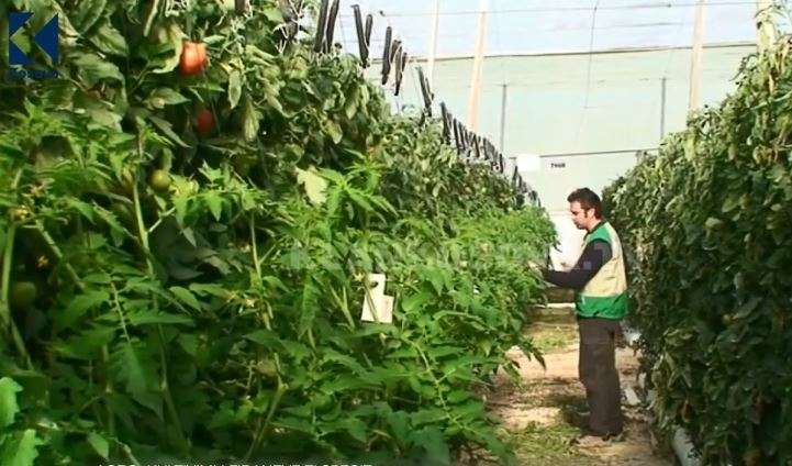 Kultivimi i fidanëve të specit (VIDEO)