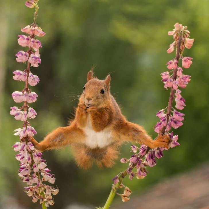 Fotografi qesharake të kafshëve