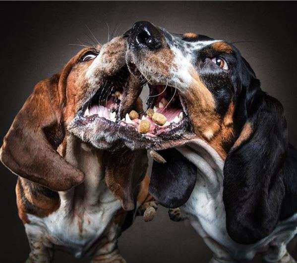 Fotografi kap momentet e qenve kur shohin ushqimin (FOTO)