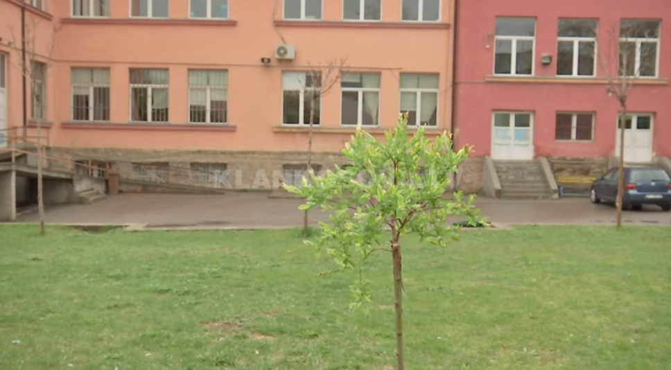 Mbjellja e pemëve bëhet virale (VIDEO)
