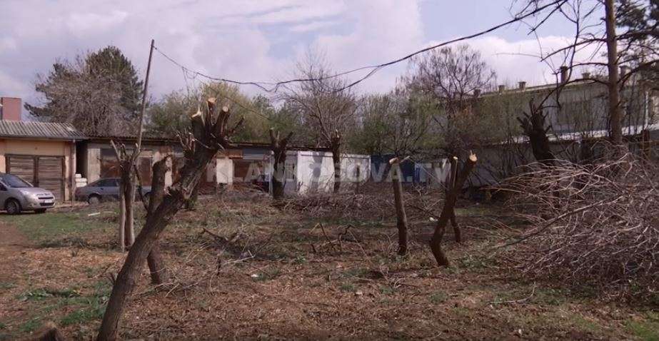 QKUK kritikohet për krasitjen e pemëve (VIDEO)