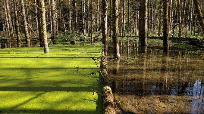 Nëna natyrë di gjithmonë të na befasojë (VIDEO)