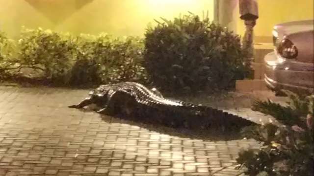 Menduan se ishte një person pa ndjenja, por zjarrfikësit në Miami gjejnë një krokodil gjigant