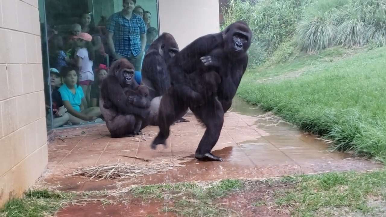 Momenti kur gorillat mundohen t’ju shmangen reshjeve të shiut (VIDEO)