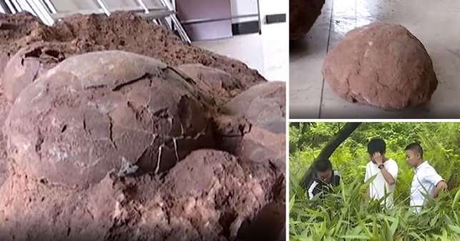 Studentët gjejnë vezë të dinosaurëve (FOTO)