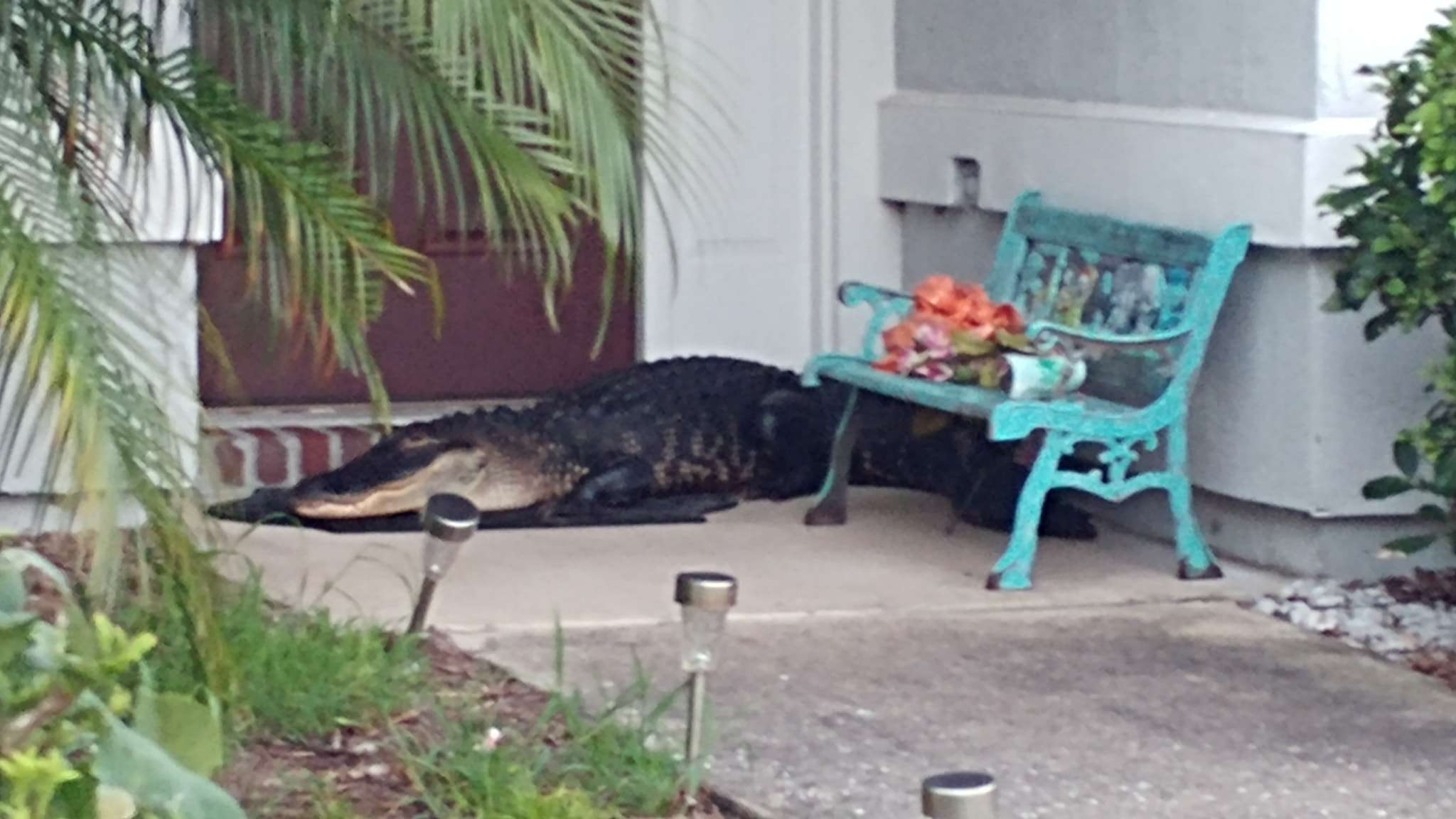 Kthehet nga puna dhe para shtëpisë gjen një ALIGATOR
