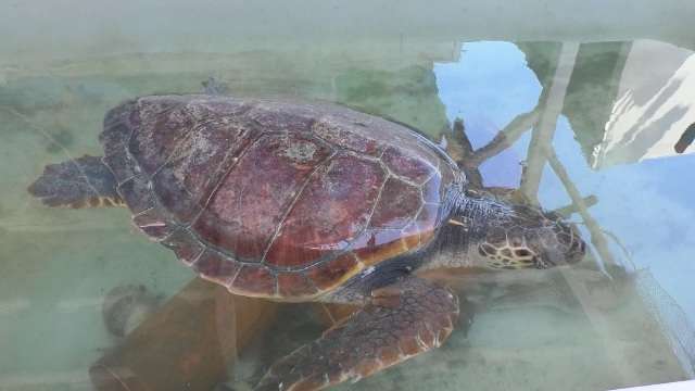 Peshkatarët e Fierit kapin një breshkë të rrallë