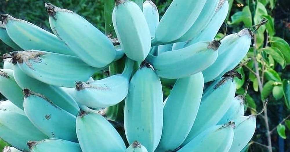 Çfarë shije kanë bananet e kaltra?