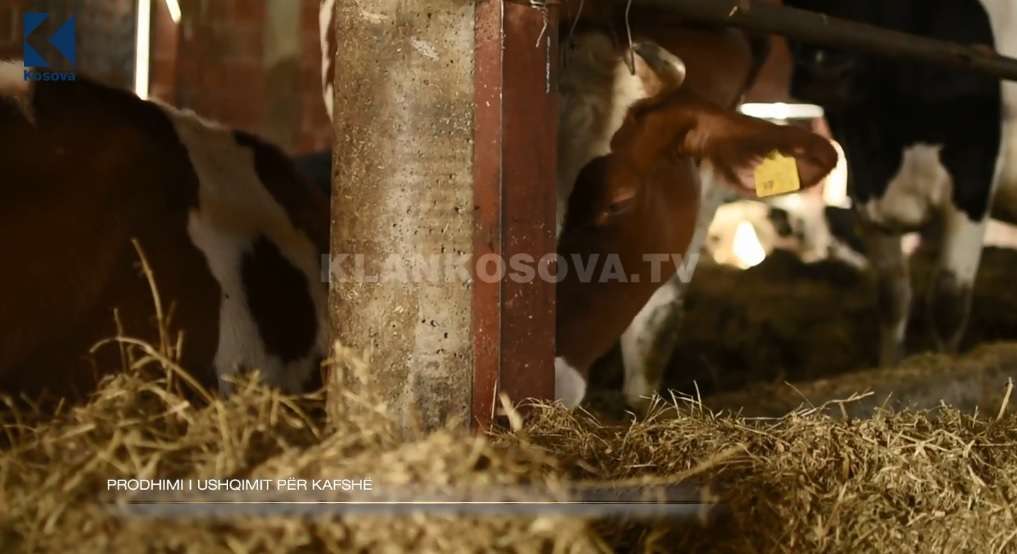 Prodhimi i ushqimit për kafshë (VIDEO)