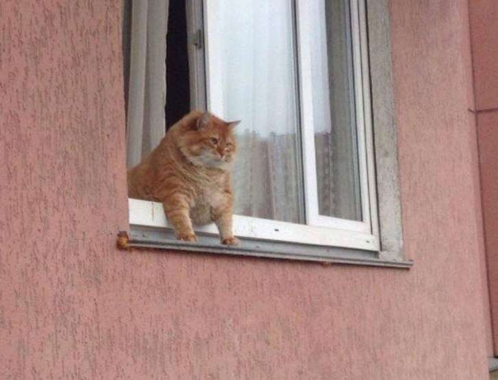 Kafshët që reagojnë si njerëz ndaj situatave