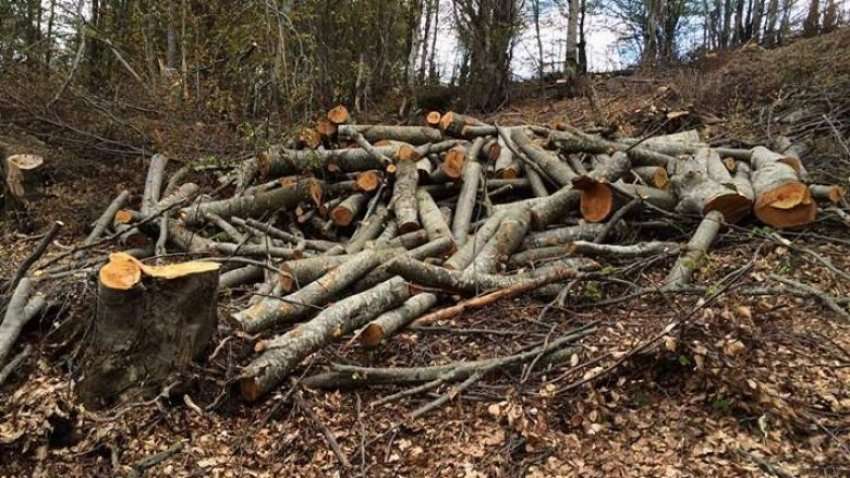 Gati dy vjet burgim për burrin nga Ferizaj që preu dru ilegalisht