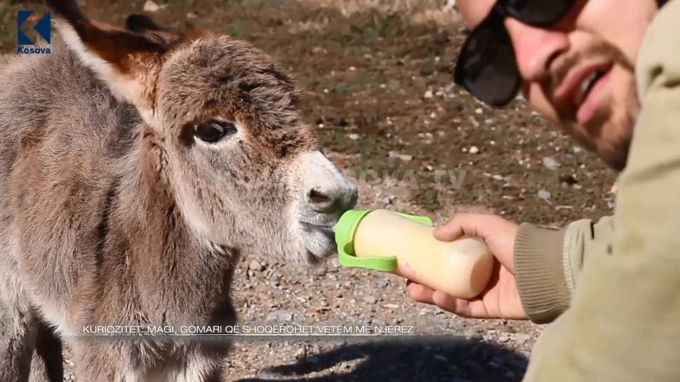 Magi, gomari i cili shoqërohet vetëm me njerëz (VIDEO)