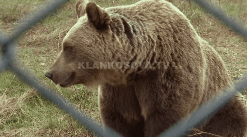 Sot u shënua dita ndërkombëtare e kafshëve (VIDEO)