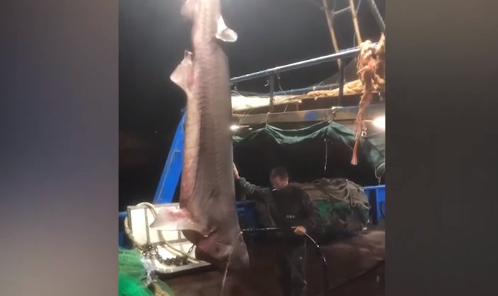Durrës, kapet peshkaqeni 450 kilogramë (VIDEO)