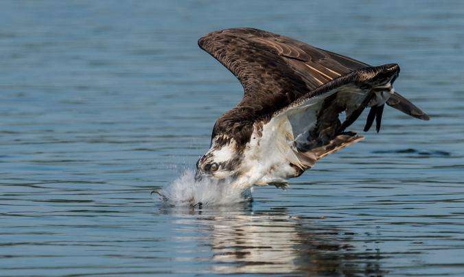 Kafshë të egra në aksion, nga National Geographic (FOTO)
