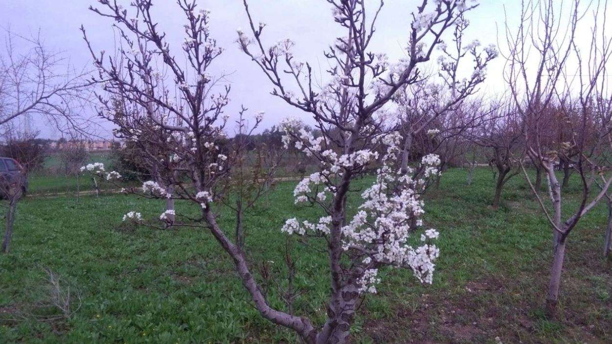 Çmendet klima, dardha lulëzon në fund të dhjetorit! (FOTO)
