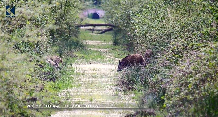 Kopetë e derrave të egër në parkun e Gërmisë (VIDEO)