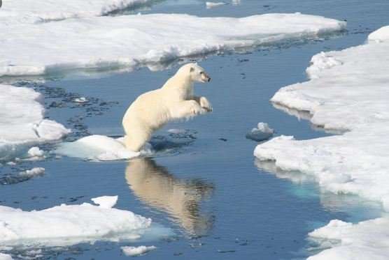 "Ndryshimet klimatike po shtyjnë arinjtë polarë drejt kanibalizmit"