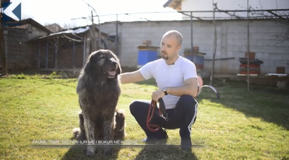 Tigri, deltari ilir më i bukur në Kosovë (VIDEO)