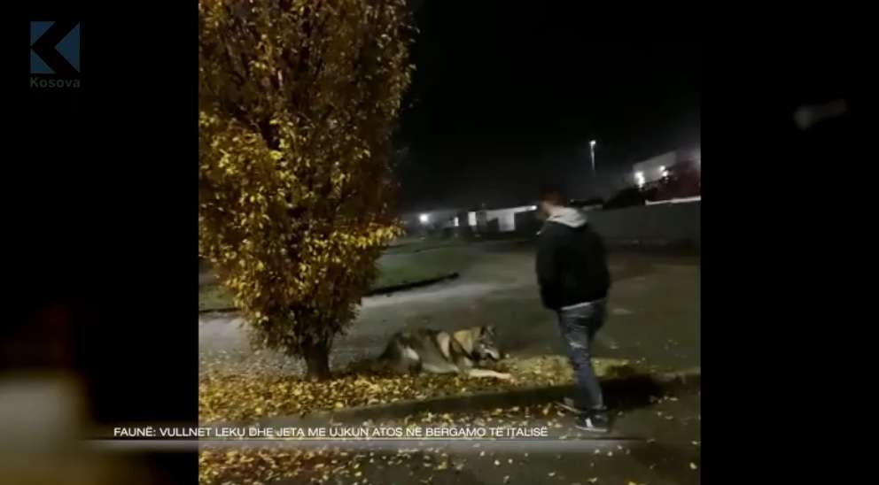 Vullnet Leku dhe jeta me ujkun Athos në Bergamo të Italisë (VIDEO)