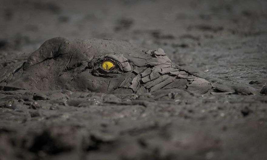 Shpallen fituesit e fotografive të natyrës dhe imazhet janë fantastike (FOTO)