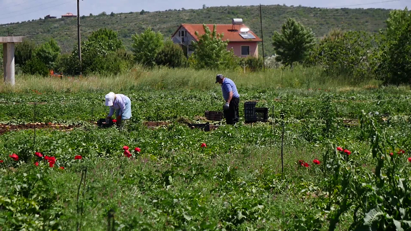 Pasojat e pandemisë në bujqësinë e Shqipërisë, fermerët ankohen për çmimin e qepës dhe patates