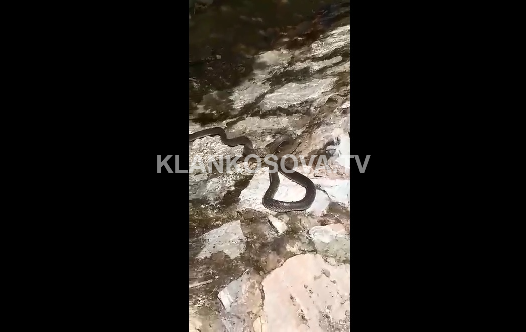 Qytetari filmon dy gjarpërinj në parkun e Gërmisë (VIDEO)