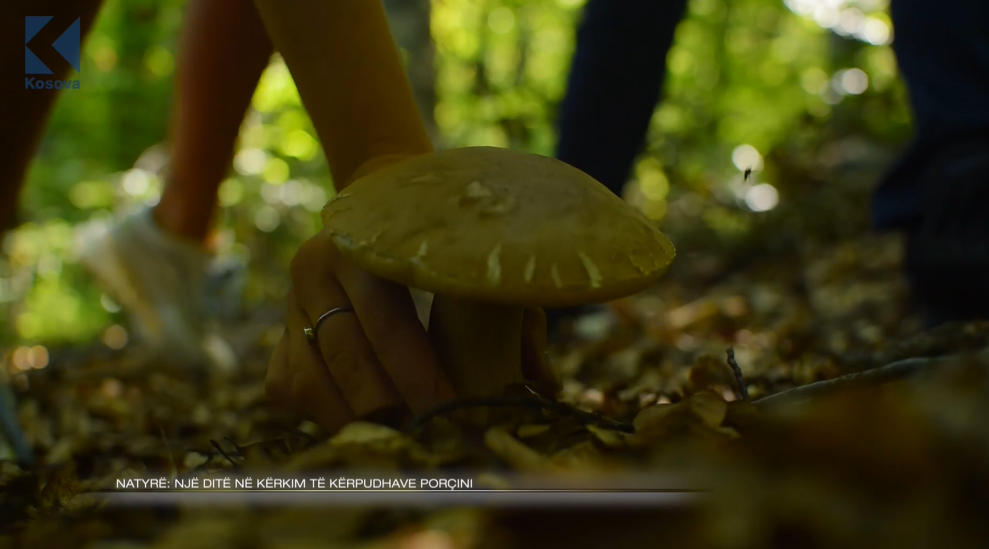 Një ditë në kërkim të kërpudhave porçini dhe gatimi i tyre në natyrë (VIDEO)