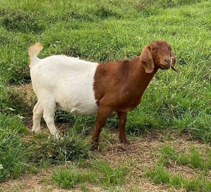 20 rezultate mahnitëse të Nënës Natyrë (FOTO)
