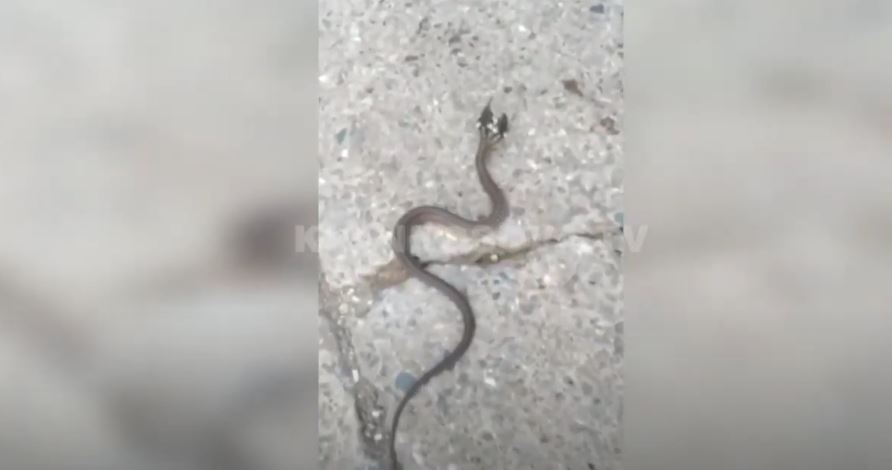E rrallë: Gjendet gjapri me dy koka në një fshat në Shalë të Bajgorës (VIDEO)