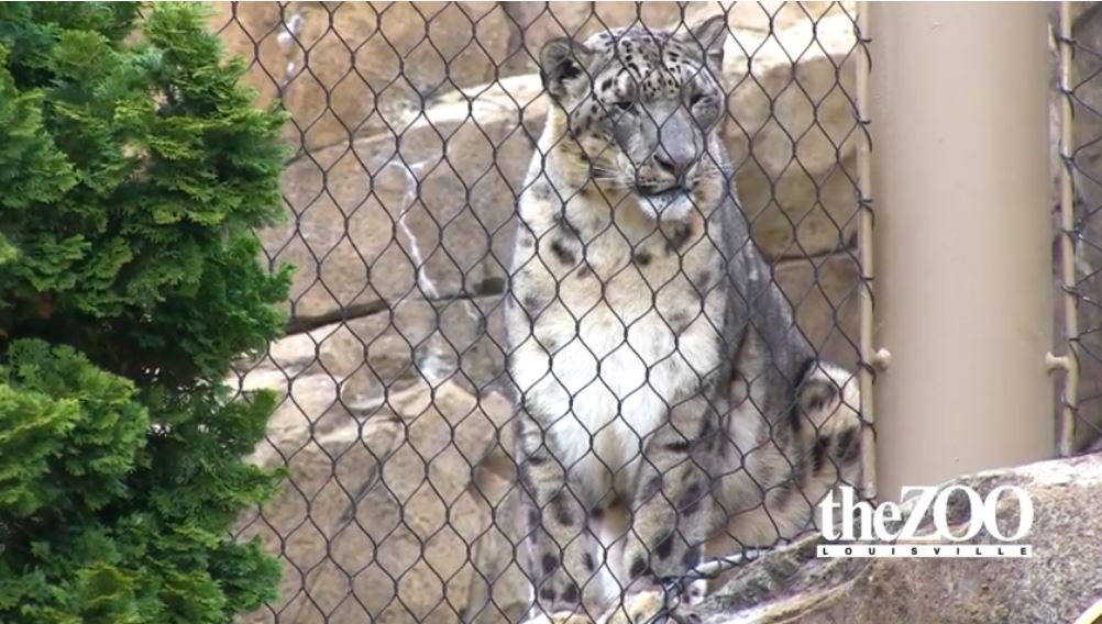 Leopardi i kopshtit zoologjik infektohet me koronavirus