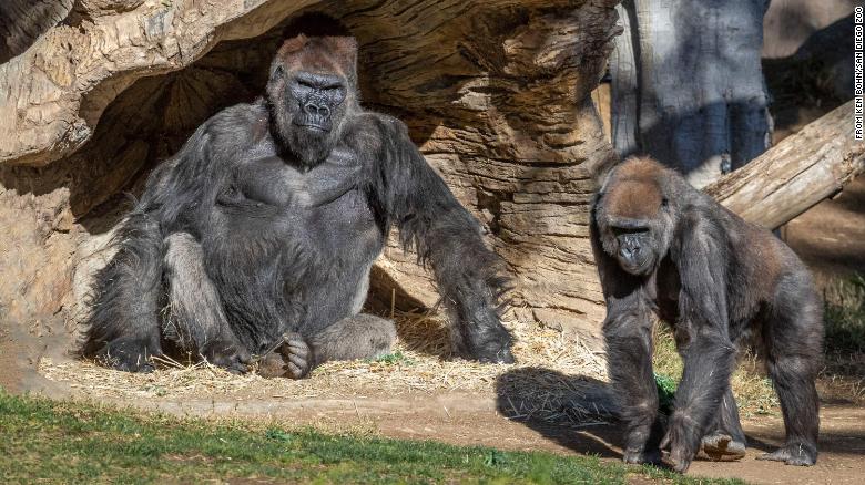 Dy gorilla rezultojnë pozitivë për COVID-19 në një kopsht zoologjik të San Diego