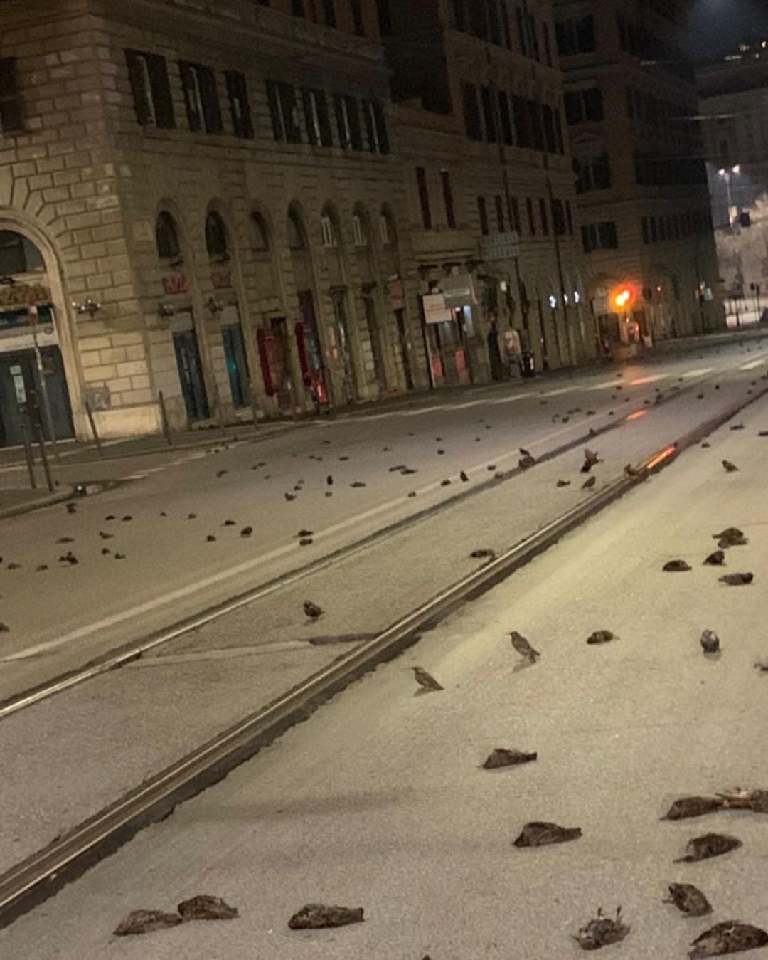 Romë: Qindra zogj të pajetë në rrugë pas fishekzjarrëve të Vitit të Ri
