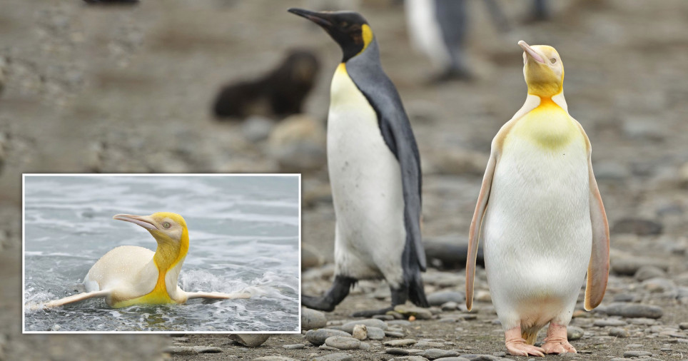Fotografi kapë pinguinin e verdhë 'të paparë ndonjëherë'