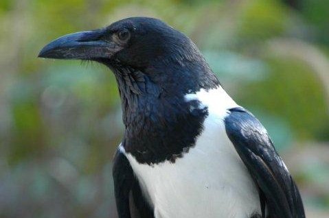 Kopshti zoologjik në Teksas kërkon sorrën që iku nga objekti