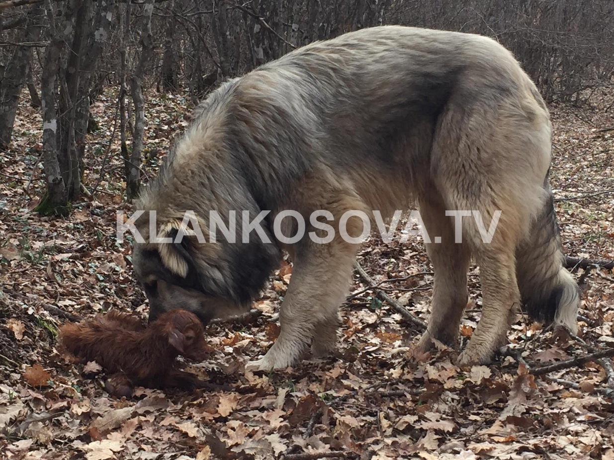 Edhin e porsalindur e braktis e ëma, por nuk e braktis ruajtësi i kopesë (VIDEO)