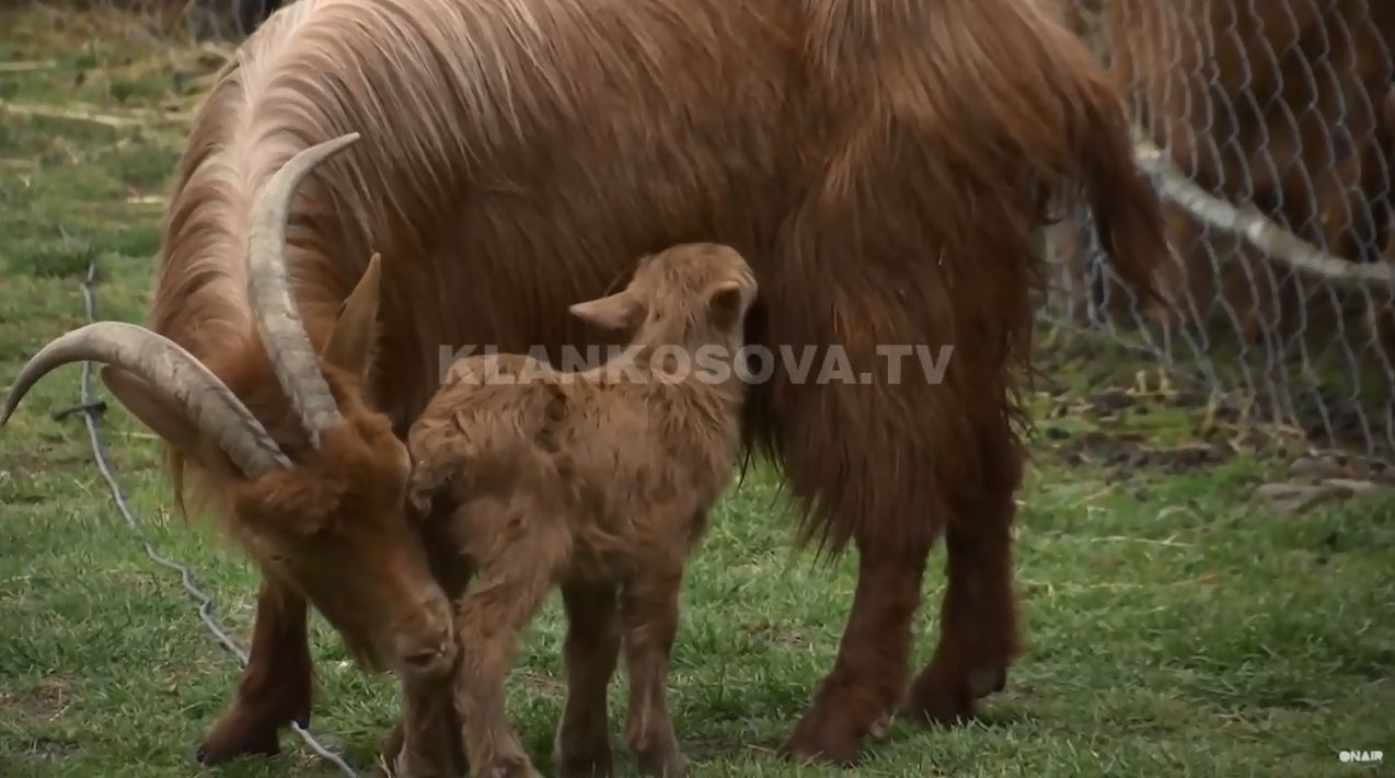 E rrallë: Qeni befason bariun, shpëton edhin e braktisur nga e ëma (VIDEO)