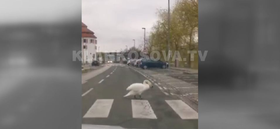 Kjo mjellmë i bindet ligjit! – shfrytëzon vendkalimin për këmbësorë (VIDEO)