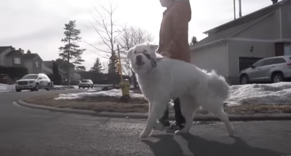 Qeni bllokon trafikun për të shpëtuar pronaren e sëmurë (VIDEO)