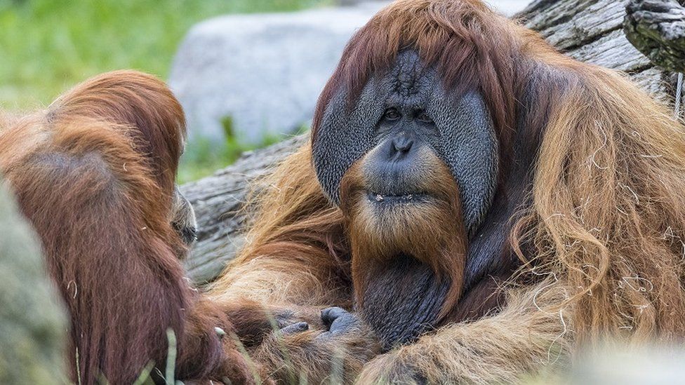 Majmunëve të kopshtit zoologjik në San Diego iu jepen vaksina eksperimentale