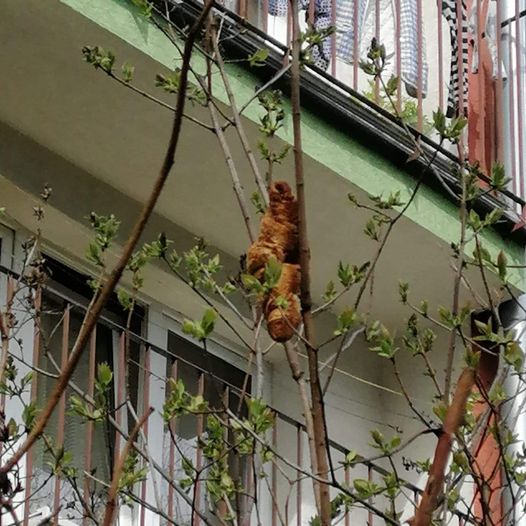 Shpëtuesit e kafshëve zbulojnë se iguana e raportuar në një pemë ishte thjesht copë buke