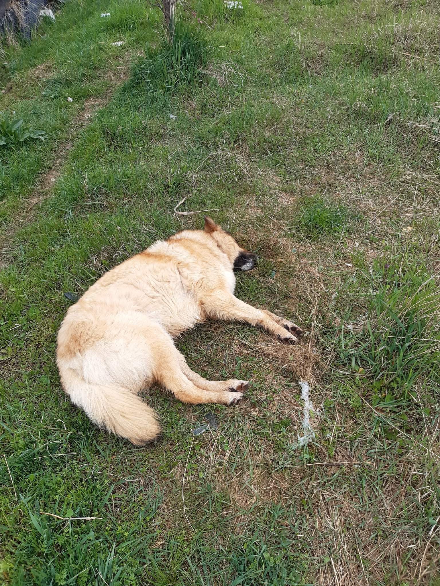Dyshohet për helmim të qenve në Matiqan, raportohet se tre prej tyre kanë ngordhur (VIDEO)