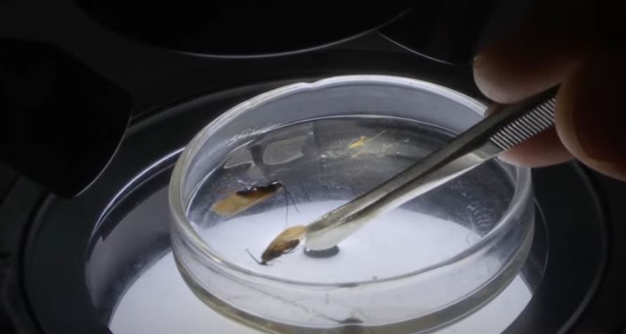 Associated Press raporton për insektin e zbuluar në Kosovë me emrin koronavirus (VIDEO)