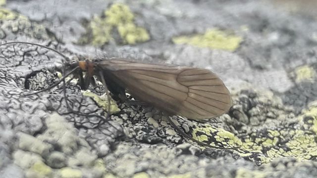 Zbulohet një lloj i rrallë i insektit në Kosovë, ia lënë emrin "koronavirus"