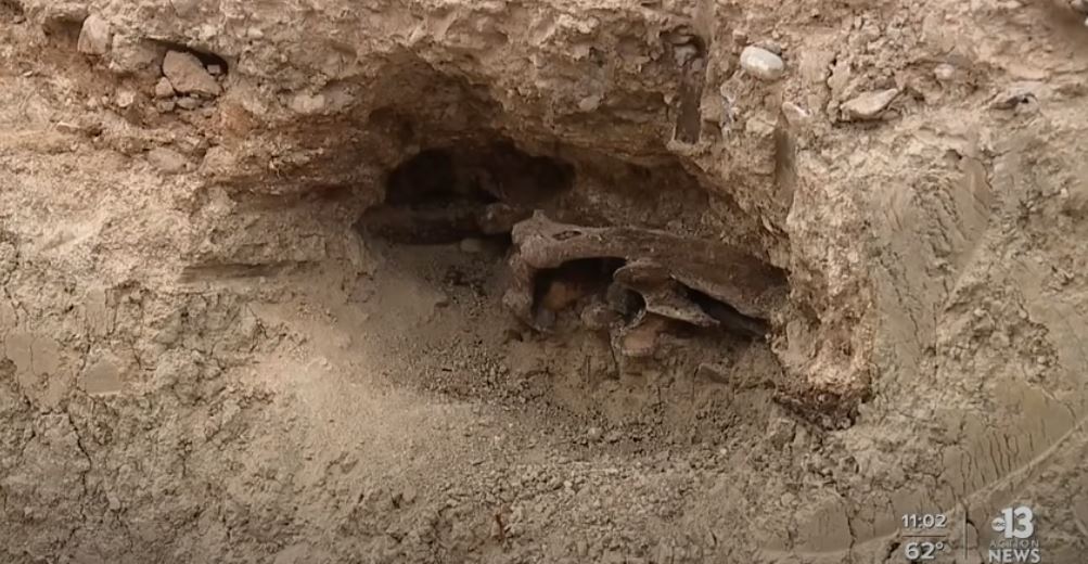 Las Vegas: Gjenden eshtrat e kafshëve të epokës së akullit (VIDEO)